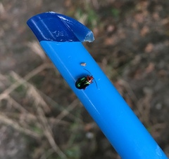 Kuschelina gibbitarsa