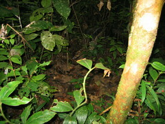 Myrmecophaga tridactyla