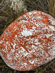 Polycauliona luteominia