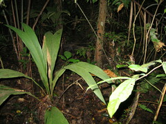 Myrmecophaga tridactyla