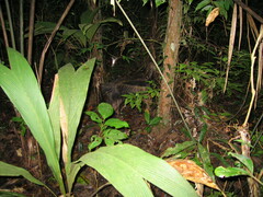 Myrmecophaga tridactyla