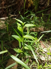 Lobelia concolor