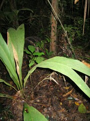 Myrmecophaga tridactyla