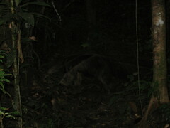 Myrmecophaga tridactyla