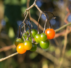 Solanum appendiculatum