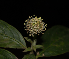 Cornus disciflora