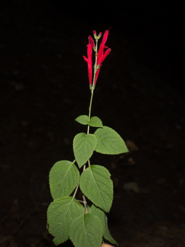 Pineapple Sage