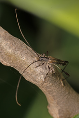 Mecynopus cothurnatus