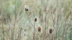 Dipsacus fullonum