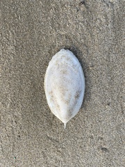 Sepia mestus