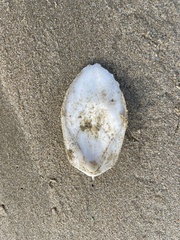 Sepia mestus