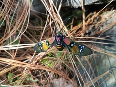 Chrysocale principalis