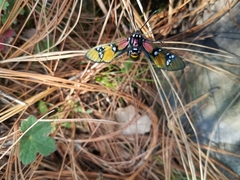 Chrysocale principalis