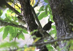 Turdus assimilis