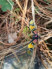 Chrysocale principalis