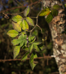 Solanum appendiculatum