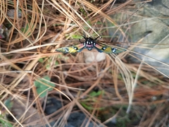 Chrysocale principalis