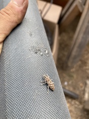 Cyphocleonus achates