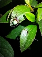 Araneus apricus