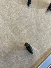 Buprestis aurulenta