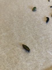 Buprestis aurulenta