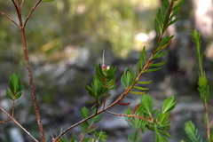 Darwinia procera