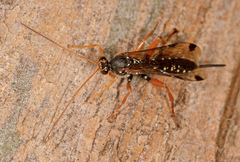 Echthromorpha intricatoria