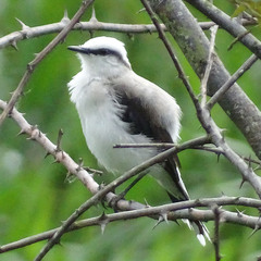 Fluvicola nengeta