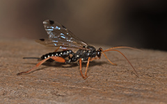 Echthromorpha intricatoria