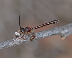 Pseudofoenus darwini