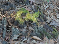 Rhynchostegium serrulatum