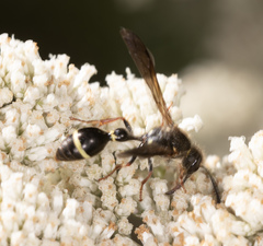 Australozethus tasmaniensis