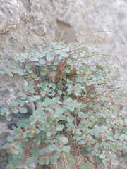 Euphorbia cinerascens