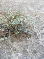 Euphorbia cinerascens