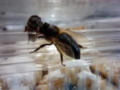 Apis mellifera intermissa