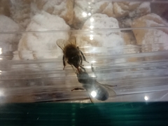 Apis mellifera intermissa
