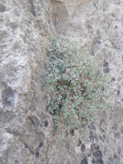 Euphorbia cinerascens