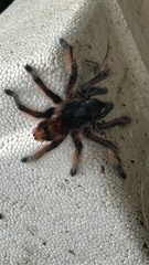 Phrixotrichus vulpinus