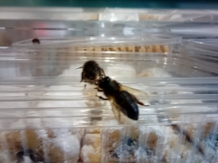 Apis mellifera intermissa