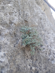 Euphorbia cinerascens