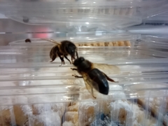 Apis mellifera intermissa