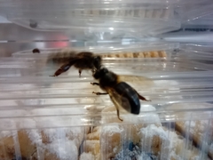 Apis mellifera intermissa