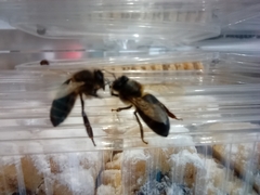 Apis mellifera intermissa