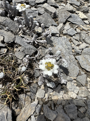 Leucogenes grandiceps