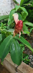 Costus spiralis
