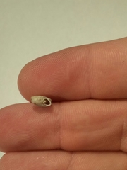 Polygyra septemvolva