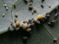 Aphis gossypii