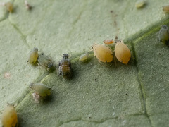 Aphis gossypii