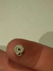 Polygyra septemvolva