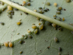 Aphis gossypii